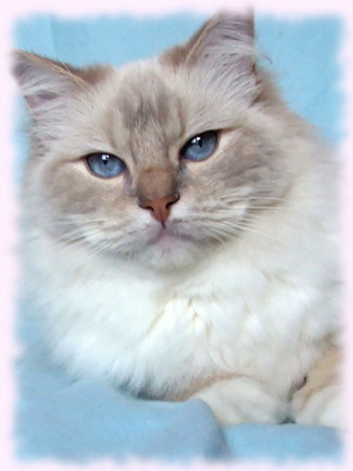 lilac mitted lynx female breeder breeding cattery poland ragdoll kitten best kittens