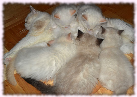 kotki kotka kocurek kotka ragdoll