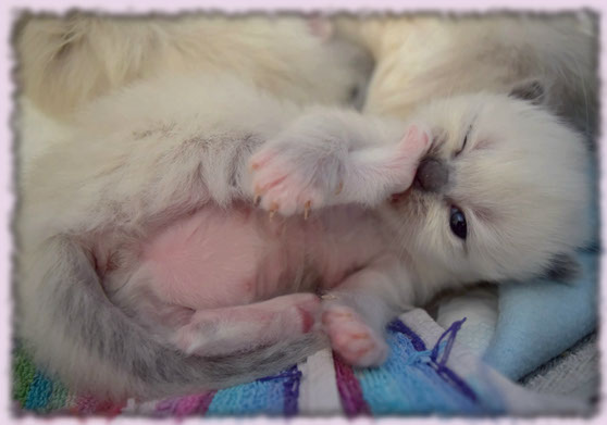 cattery breed show top bicolor lynx bicolour