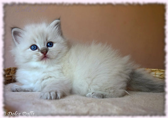 cattery breed best quality top lynx bicolor bicolour