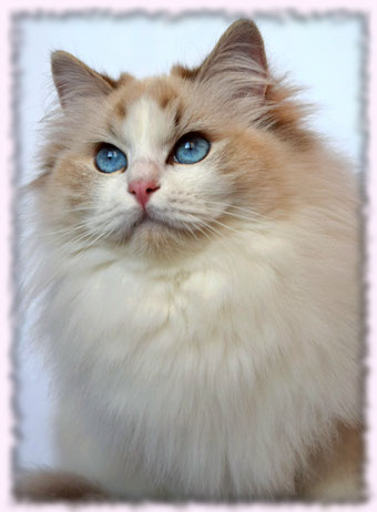 bicolor lynx top show best quality sale available 