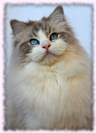 ragdoll bicolour bicolor available lynx top show quality poland