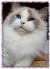 Poland kitten show breed 