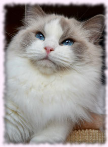 Poland kitten show breed 