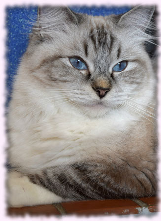 kittens available kitten show bicolour bicolor top best lynx