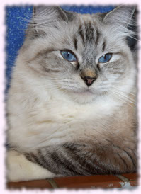 ragdoll poland kittens