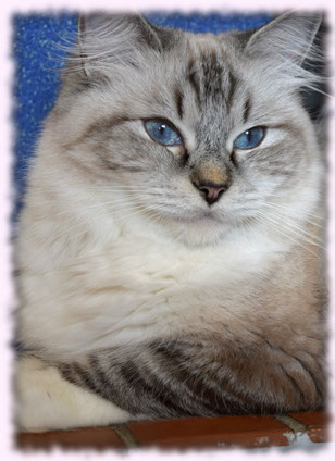 kittens available kitten show bicolour bicolor