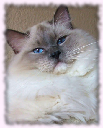 Ragdoll cattery Poland kittens breeder breeding show Wrocław kocięta