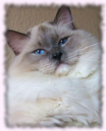 Ragdoll cattery Poland kittens breeder breeding show Wrocław kocięta