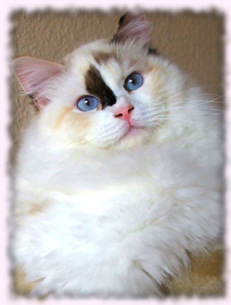 bicolour bicolor female breeder breeding cattery poland best kittens