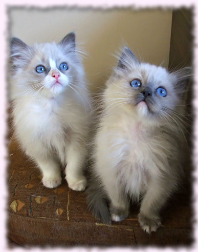 wrocław poland ragdolls pedigree available cattery pedigreed