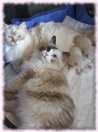 male kittens wrocław pedigreed pedigree cattery cat kitten
