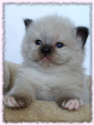 poland ragdoll female seal blue mitted bicolor cattery available 