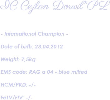 IC Cejlon Dorwil*PL - International Champion - Date of birth: 23.04.2012 Weight: 7,5kg EMS code: RAG a 04 - blue mitted HCM/PKD: -/- FeLV/FIV: -/- 