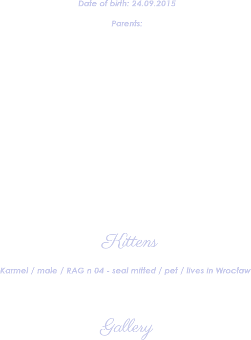 Date of birth: 24.09.2015 Parents: Kittens ﷯ Gallery 