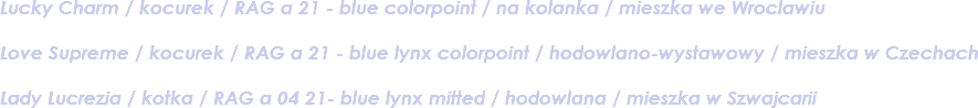 Lucky Charm / kocurek / RAG a 21 - blue colorpoint / na kolanka / mieszka we Wroclawiu Love Supreme / kocurek / RAG a 21 - blue lynx colorpoint / hodowlano-wystawowy / mieszka w Czechach Lady Lucrezia / kotka / RAG a 04 21- blue lynx mitted / hodowlana / mieszka w Szwajcarii
