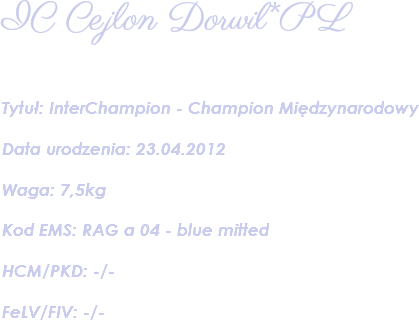 IC Cejlon Dorwil*PL Tytuł: InterChampion - Champion Międzynarodowy Data urodzenia: 23.04.2012 Waga: 7,5kg Kod EMS: RAG a 04 - blue mitted HCM/PKD: -/- FeLV/FIV: -/- 
