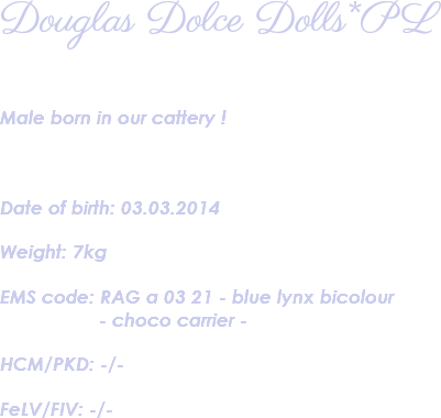 Douglas Dolce Dolls*PL Male born in our cattery ! Date of birth: 03.03.2014 Weight: 7kg EMS code: RAG a 03 21 - blue lynx bicolour - choco carrier - HCM/PKD: -/- FeLV/FIV: -/- 
