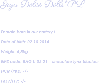 Gaja Dolce Dolls*PL Female born in our cattery ! Date of birth: 02.10.2014 Weight: 4,5kg EMS code: RAG b 03 21 - chocolate lynx bicolour HCM/PKD: -/- FeLV/FIV: -/- 