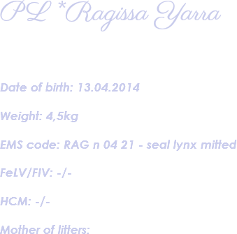 PL *Ragissa Yarra Date of birth: 13.04.2014 Weight: 4,5kg EMS code: RAG n 04 21 - seal lynx mitted FeLV/FIV: -/- HCM: -/- Mother of litters: 